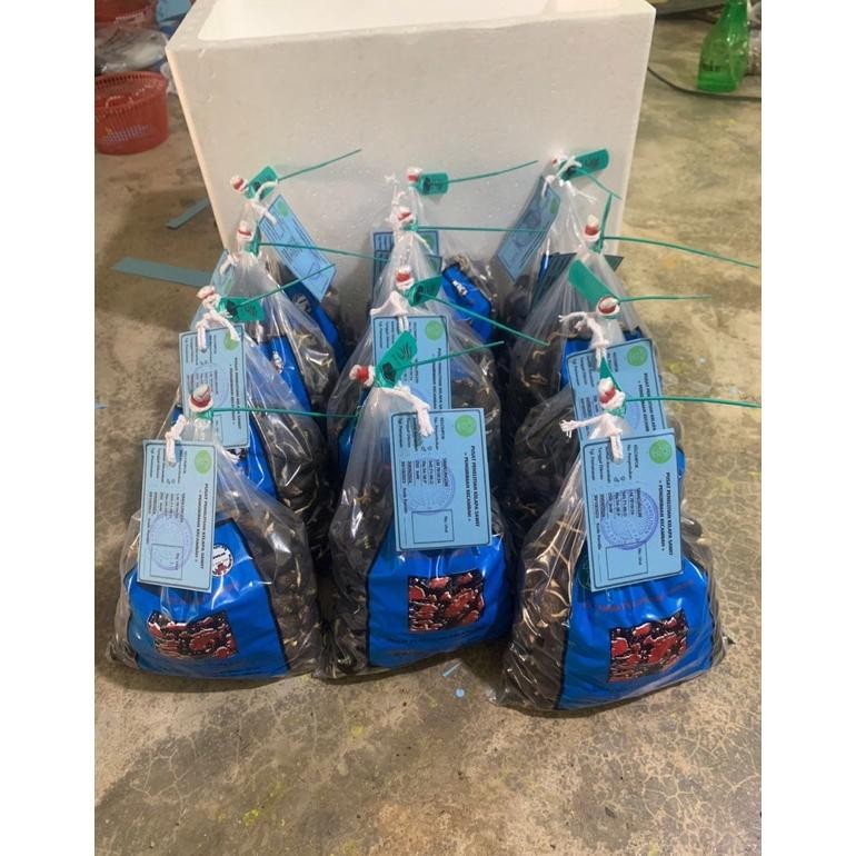 benih polong sawit simalungun