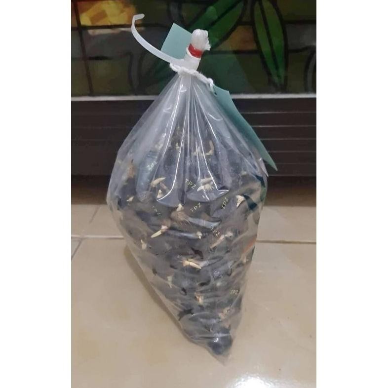 Bibit sawit unggul jaya DXP topaz