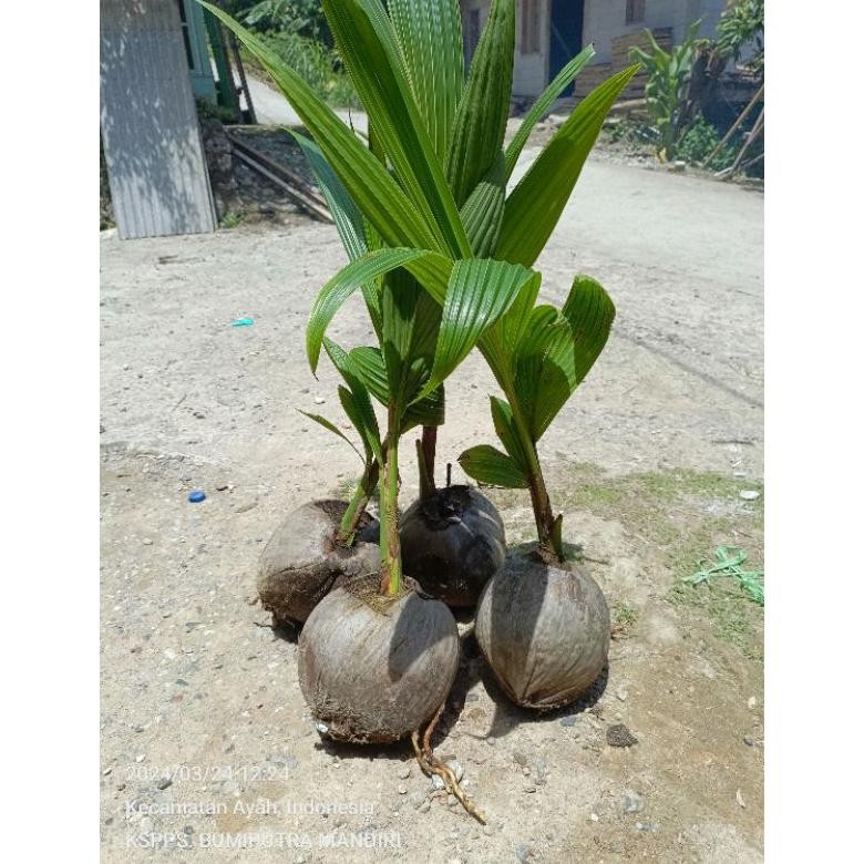 

Kelapa Genjah Entog super