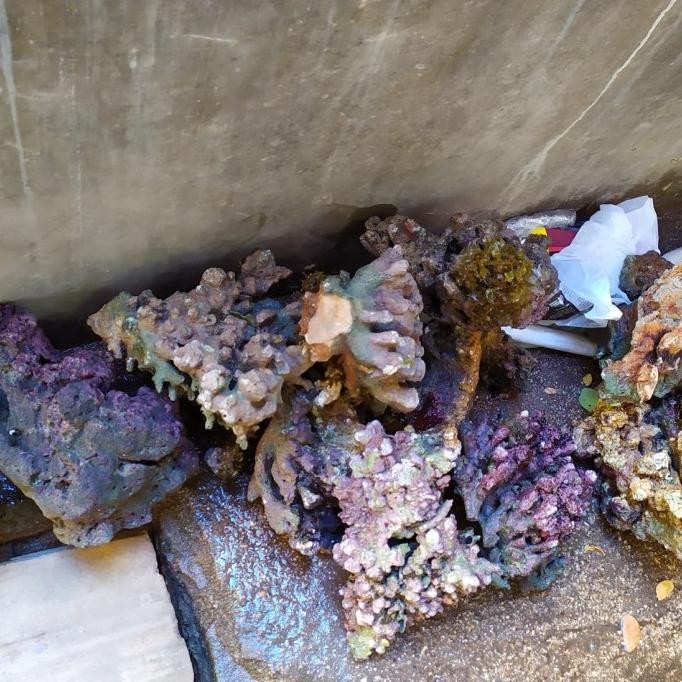 (Ready stock) live rock