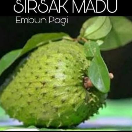 Bibit Tanaman Buah Sirsak Madu / Sirsak Madu Jumbo BARANG SUPER