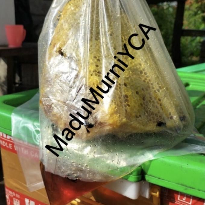 

Madu Liar Asli Sialang 1Kg Terbaru