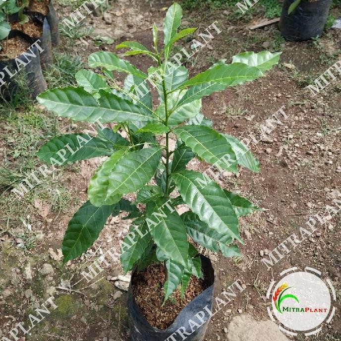 Bibit Pohon So Abiu - Buah So Abiu tralia - Tanaman So Abiu BARANG SUPER