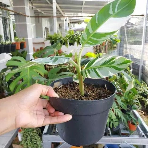 TANAMAN HIAS PISANG VARIEGATA - POHON PISANG VARIEGATA - BUAH BARANG SUPER