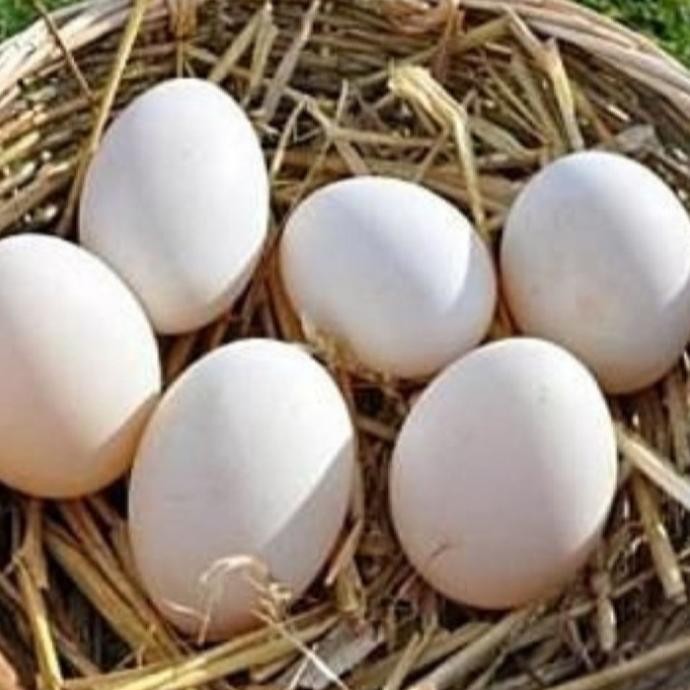 

TELUR AYAM KAMPUNG VERTIL/TELUR AYAM KAMPUNG ORIGINAL/TELUR AYAM JAWA