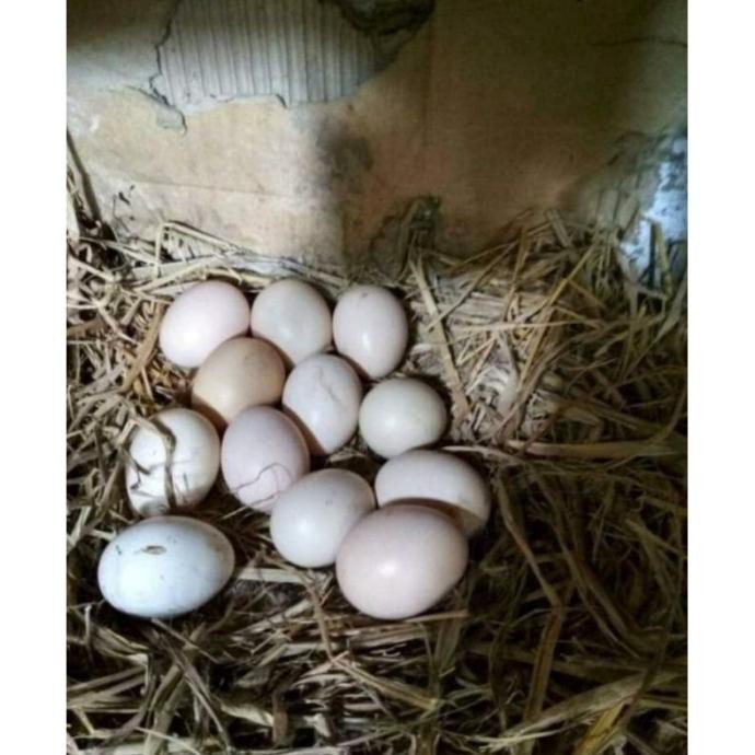 

3 TELUR VERTIL AYAM CEMANI SORTIRAN