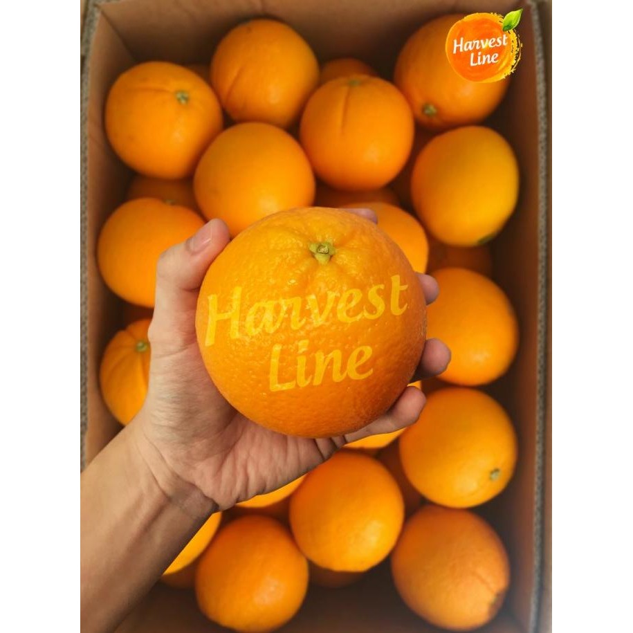 

Murah [Grosir] Buah Jeruk Orange Navel Per Dus [Harvest Line]