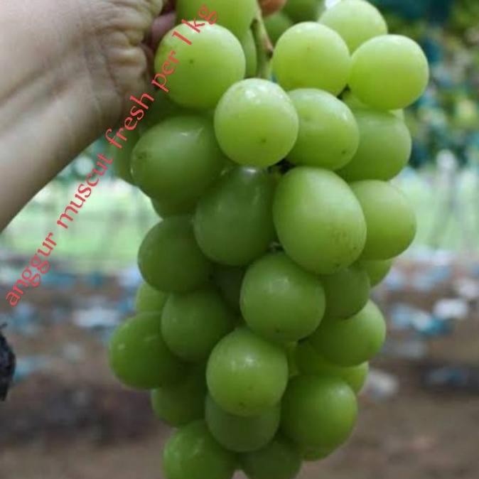 

Promo Anggur Muscut Fresh Manis Per 1Kg
