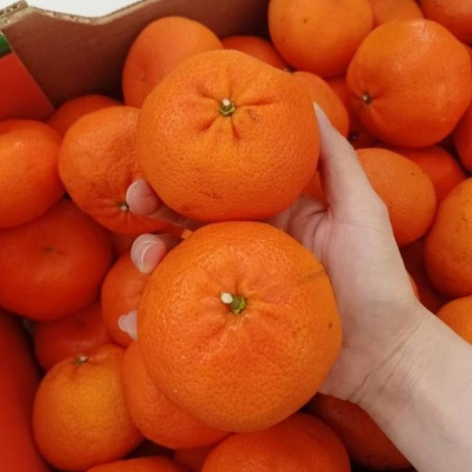 

Grosir Jeruk Honey Murcot/Mandarin Jumbo/Wokam Import Fresh Per Kg & Dus