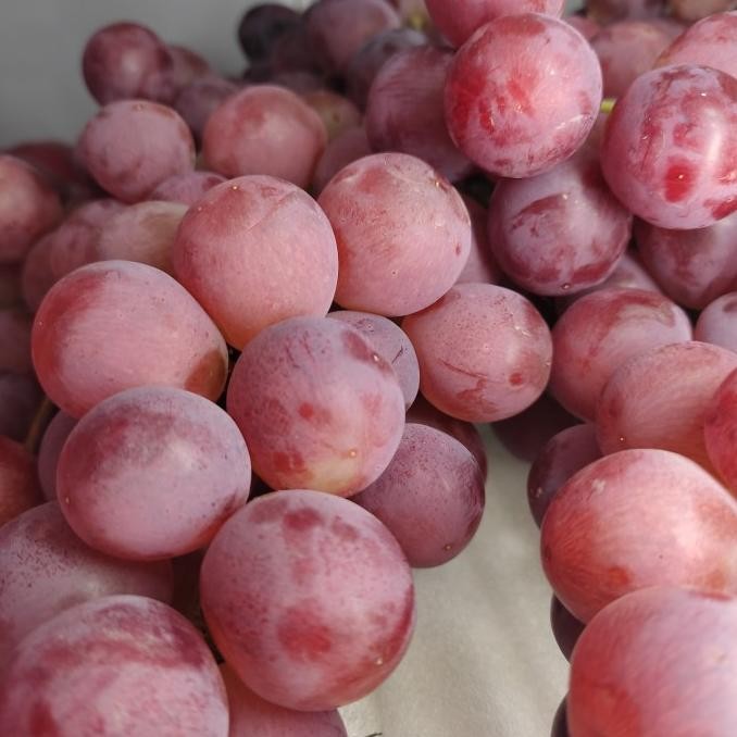 Grosir Anggur Merah 1Kg All_Fresh_Buah Selalu Ada Selalu Bisa