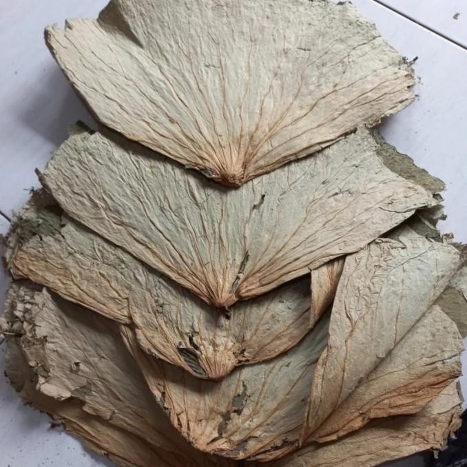 

Murah 1Kg 1 Kg He Lian Ye Daun Teratai Utuh Lembaran Lotus Leaf Leaves