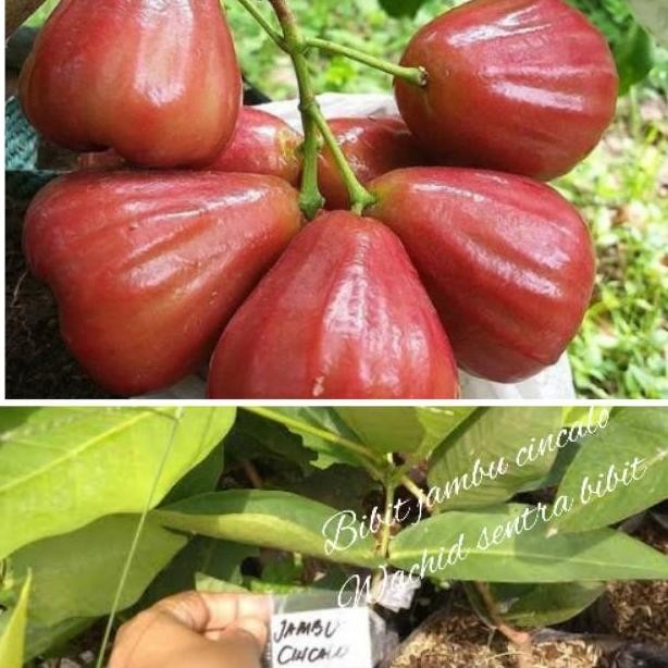 Bibit jambu cincalo MMMM