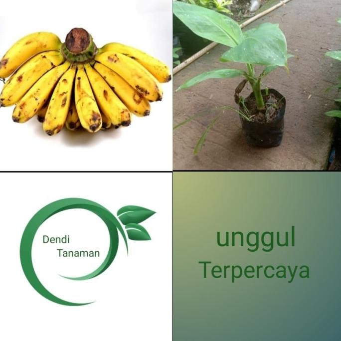 Terlaris Bibit pohon pisang barangan / Buah Pisang Barangan UNGGULAN