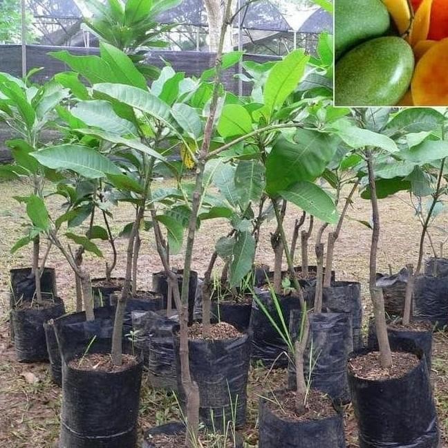 BIBIT MANGGA MANALAGI HASIL CANGKOK SUPER JUMBO POHON BUAH MEDIA POT