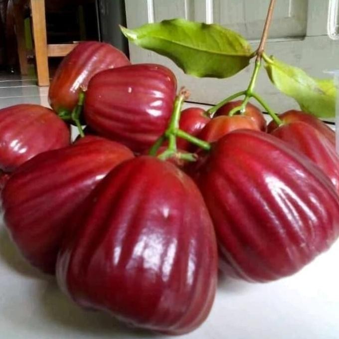 BIBIT JAMBU AIR DALHARI SIAP BERBUAH MMMM