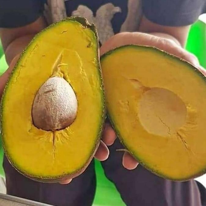 Terlaris Bibit Tanaman Buah Alpukat Yamagata UNGGULAN