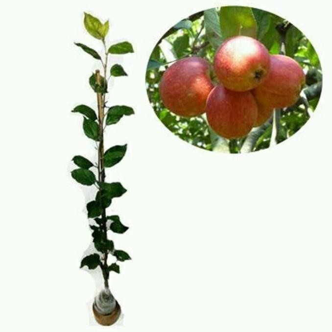 Terlaris Tanaman Buah bibit Apel jenis Rome Beauty-apel malang