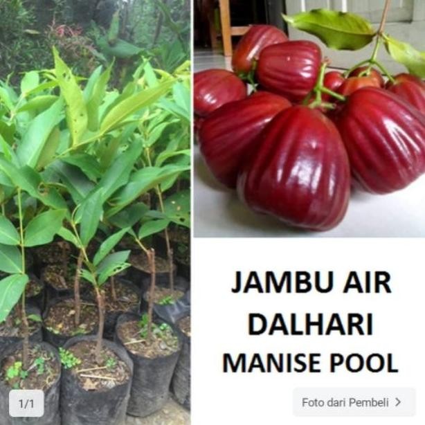 bIbit jambu air dalhari tanaman jambu dalhari MMMM