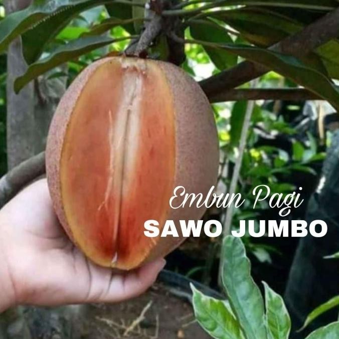 Terlaris Bibit Pohon Buah Sawo Jumbo Thailand besar manis UNGGULAN