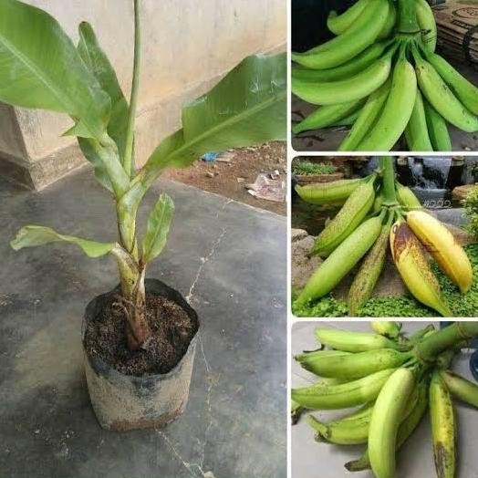 Bibit pohon pisang tanduk super/ anakan pohon pisang tanduk super AZZ