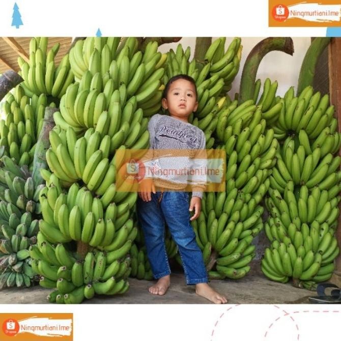Good BIBIT PISANG FHIA17 100 ORINAL BONGGOL MULYO CAVENDISH FHIA 17 AZZ