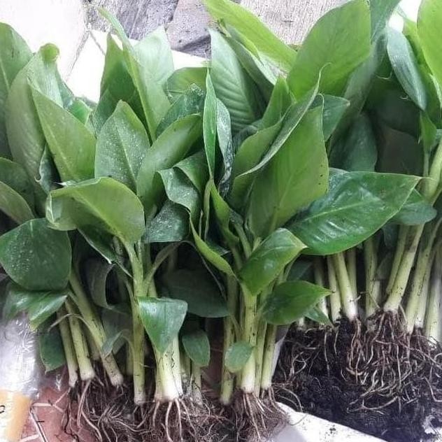 bibit buah biji beniih bibit pohon pisang bonsai mini LZ AZZ