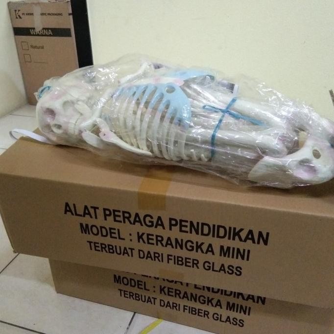 KERANGKA MANUSIA MINI