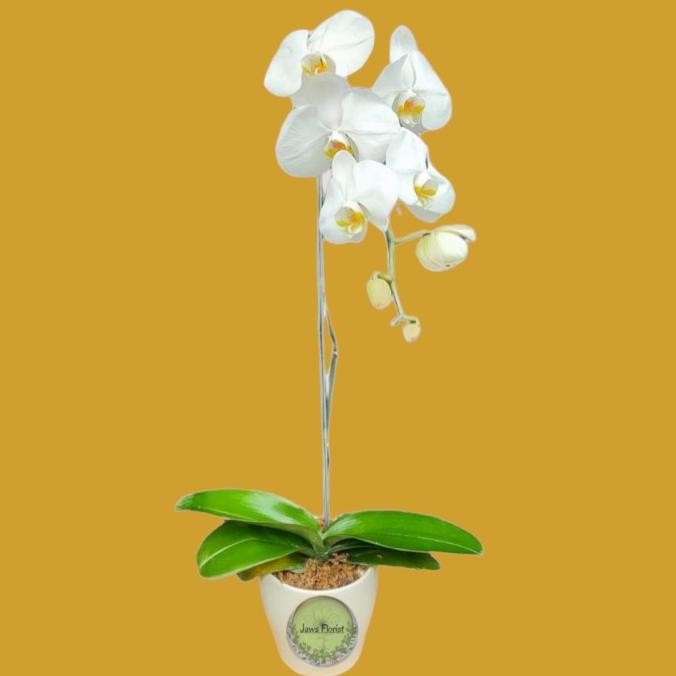 TERBARU BUNGA ANGGREK BULAN (1 TANGKAI & POT)