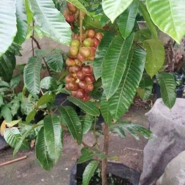 BIBIT TANAMAN BUAH MATOA SUPER / Cepat berbuah stek okulasi PREMIUM