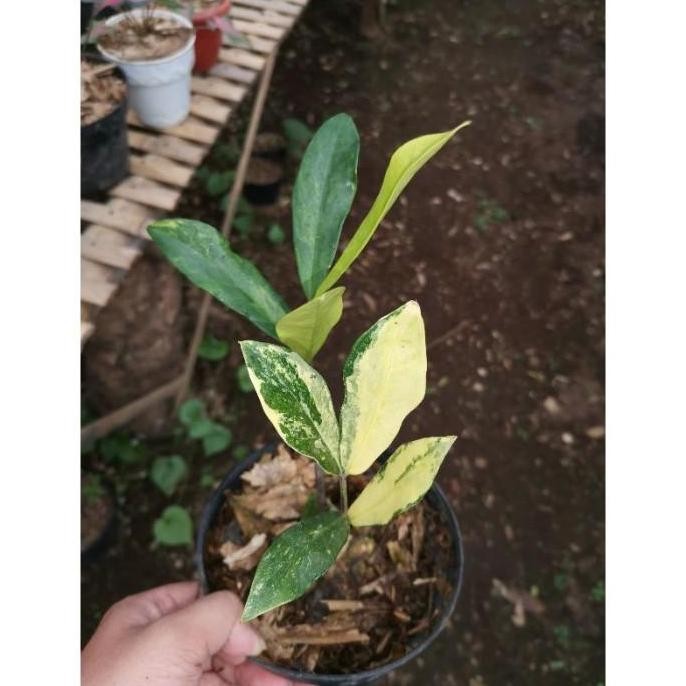 Tanaman hias Zamia Culcas lokal Variegata