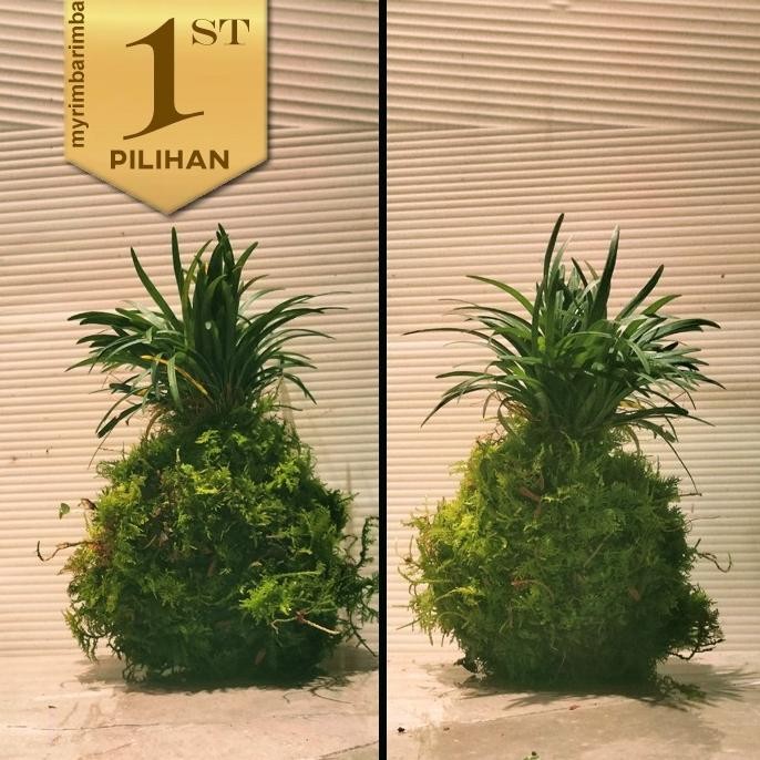Paket Isi 3 Kokedama Kucai Air Tanaman Hias Full Lumut Darat / Paludarium Hiasan Taman Indoor Meja R