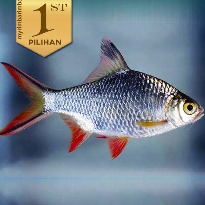 Paket Koloni (isi 10) Kaviat / Caviat Silver Ikan Hias Aquarium Aquascape / Kolam Size 5cm++