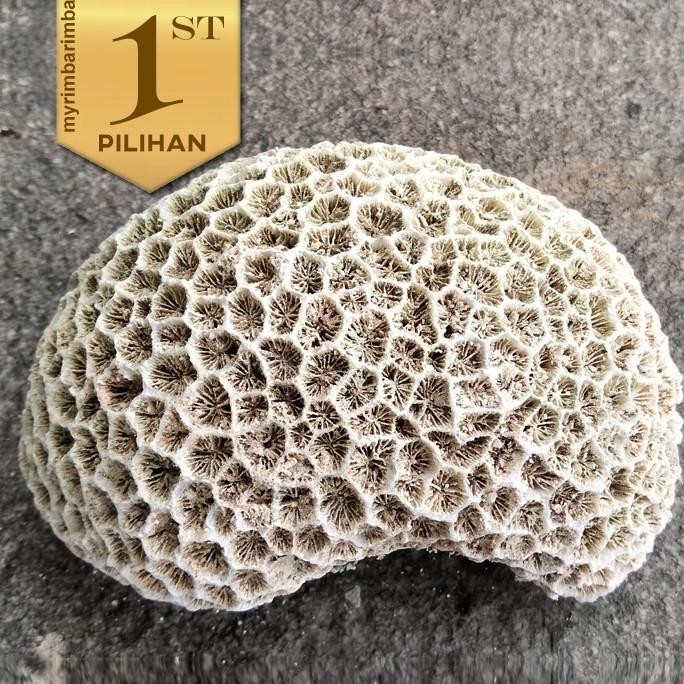 Paket isi 10 Karang Meteor (M) Batu Hias Aquascape Hiasan Aquarium Ikan Hias Air Tawar atau Laut