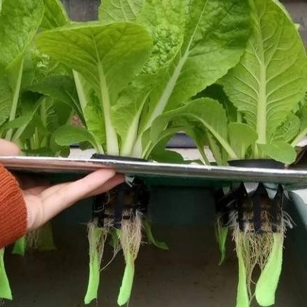Paket Hidroponik Lengkap Sistem Wick Pemula Tanam Sayur