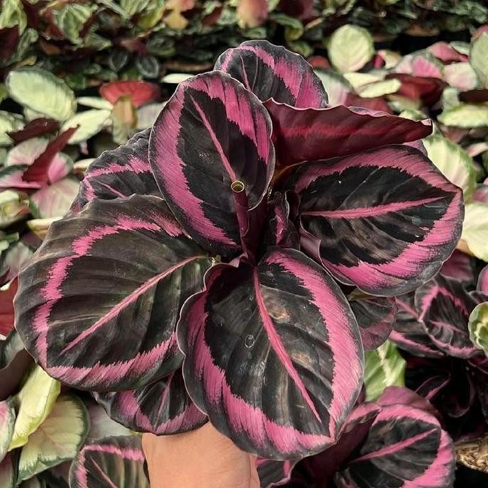 Tanaman Hias Calathea Pink Jessy - Calathea Pink