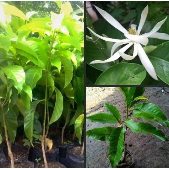 bibit bunga cempaka kantil putih - kembang kantil