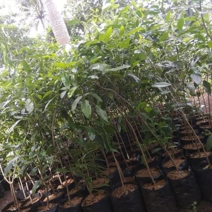 tanaman tabebuya 1meter/tanaman peneduh