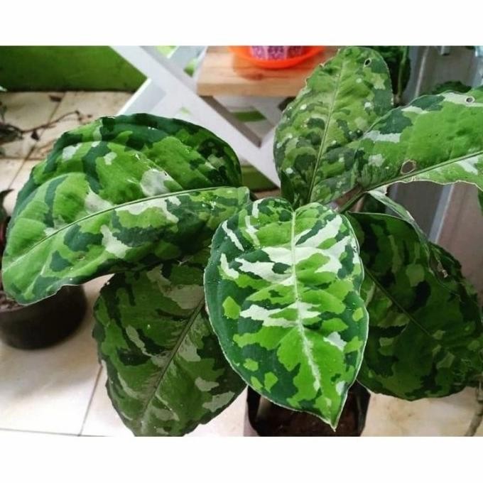 Aglonema pictum tricolor, aglonema tentara Anakan