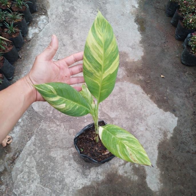 Bibit pisang an mutasi variegata kuning AZZ