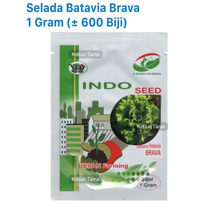 Benih Selada Batavia Brava Enza Zaden Indogreen Indoseed Isi 1 Gram