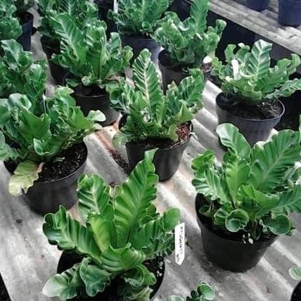 tanaman hias kadaka lasagna atau kadaka cobra