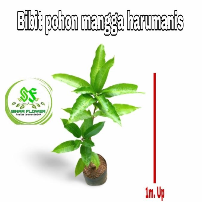 pohon mangga harum manis/bibit pohon mangga harum manis/ tinggi 1meter