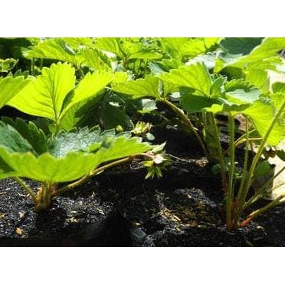 Paket 5 bibit strawberry california /pohon strawberry california