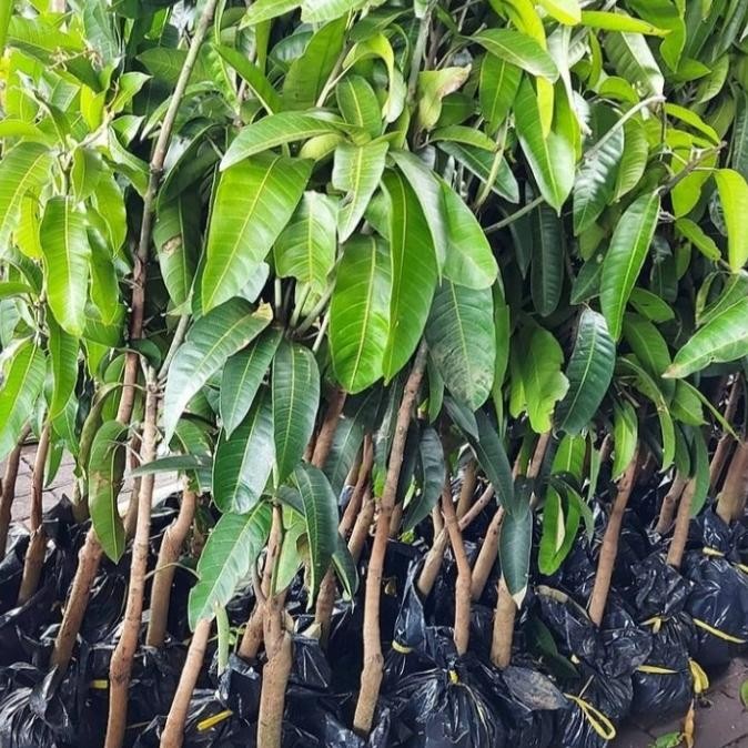 bibit tanaman buah mangga / pohon mangga cangkokan