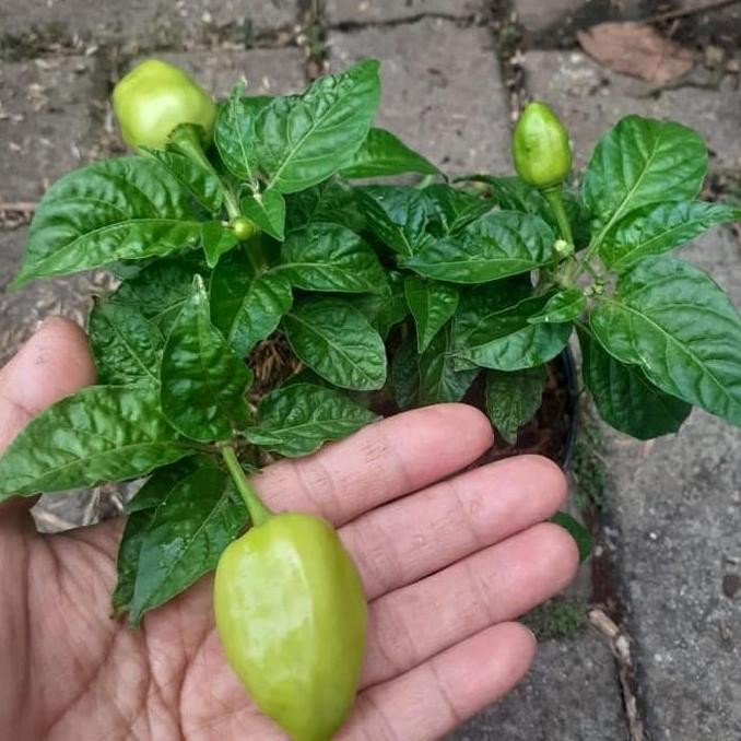 

Tanaman Cabe Gendut Paprika - cabe unik - cabai pedas