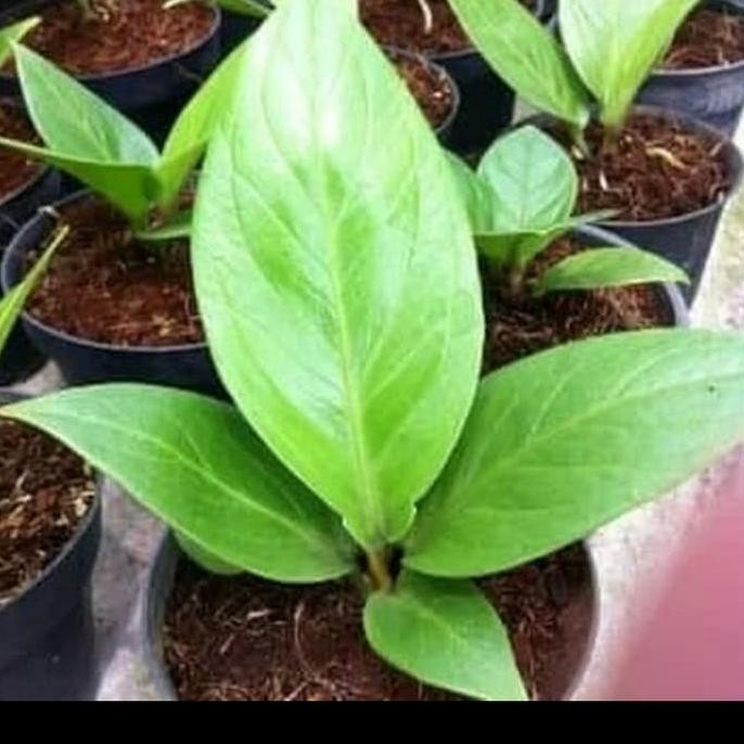 H-4 Of14 Tanaman Hias Anturium Jermani Cobra - Tanaman Hias Anthurium Murah