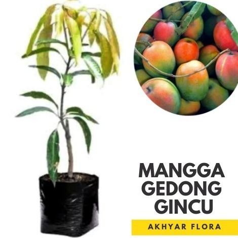 Bibit Mangga Gedong Gincu Pohon Mangga Bibit Buah Mangga Gedong Gincu