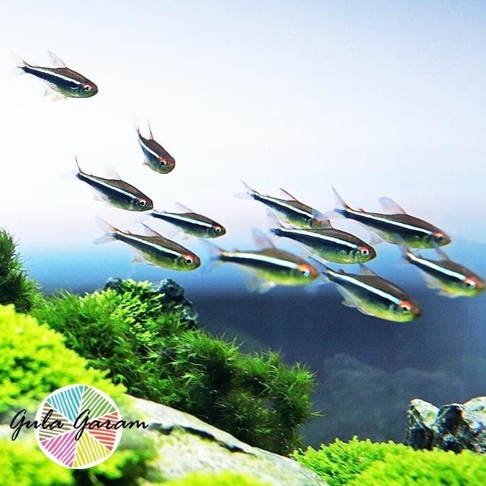 Terlaris Paket Koloni (Isi 10) Black Neon Tetra Ikan Hias Aquascape Hiasan Aquarium Tanaman Air Tawa
