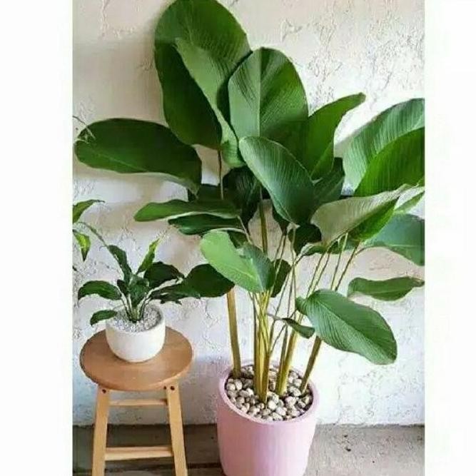 bibit calathea pisang - pisang pisangan calatea - pisang calatea KBVB1 PREMIUM