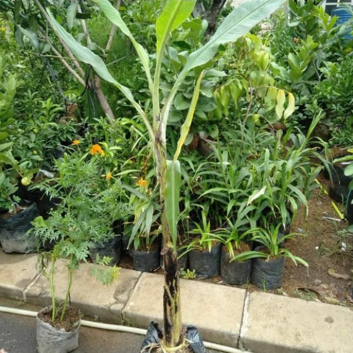 bibit pohon pisang raja/pohon buah pisang raja PREMIUM